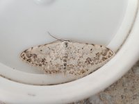 Idaea camparia.jpg