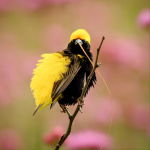 Yellow crowned bishop.png