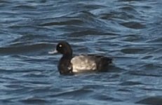 Scaup.jpg