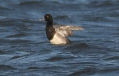 Scaup1.jpg