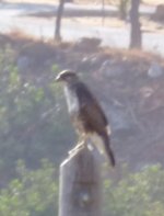 falcon crete.jpg