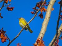 yellow warbler.jpg