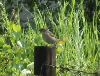small brown bird from side, july 2023.JPG