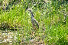 6781 - Young Heron.jpg