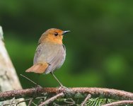 Japanese Robin_Nemuro_050723c.jpg