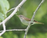 Sakhalin Leaf Warbler_Nemuro_050723b.jpg