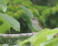 Sakhalin Leaf Warbler_Nemuro_050723c.jpg