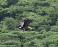 WT Eagle_Nemuro_050723a.jpg