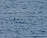 Rhinoceros Auklet_Nemuro_050723a.jpg