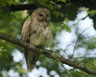 Ural Owl_Ikeda_060723b.jpg