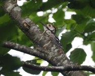 WB Woodpecker_Shikarabetsu_070723a.jpg