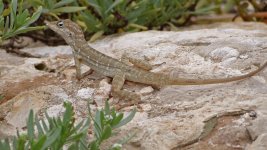 Lizard - AAA - Caribbean Aruba - 10Nov13 - 06-015.jpg