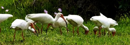 White Ibis 42.jpg