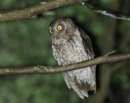 Ryukyu Scops Owl_Amami_090723b.jpg