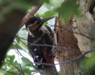 Owston's Woodpecker_Amami_100723a.jpg