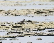 Oriental Pratincole_Amami_110723a.jpg