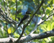 Ryukyu Minivet_Amami_100723a.jpg