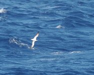 Streaked Shearwater_Izu_120723a.jpg