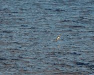 Bonin Petrel_Chichijima_130723a.jpg