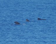 SF Pilot Whale_Chichijima_130723a.jpg