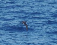 WT Shearwater_Chichijima_130723a.jpg