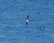 WT Shearwater_Chichijima_130723c.jpg