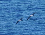 WT Shearwater_Chichijima_130723d.jpg