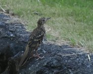 White's Thrush_Chichijima_130723a.jpg