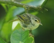 Bonin Bush Warbler_Hahajima_140723a.jpg