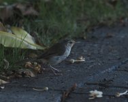 Bonin Bush Warbler_Chichijima_150723a.jpg