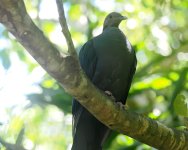 RH Wood Pigeon_Chichijima_150723a.jpg