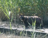 Racoon Dog_Kasai Rinkai_180723a.jpg