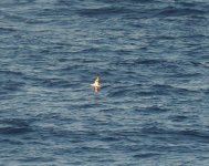 Bonin Petrel_Izu_170723a.jpg