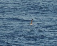 Bonin Petrel_Izu_170723b.jpg