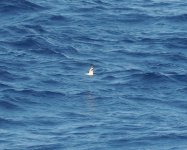 Bonin Petrel_Izu_170723c.jpg