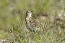 Long-billed Pipit _DSC22124.jpg