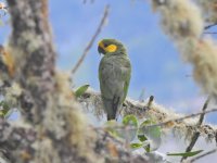 Yellow-eared Parrot 2.JPG