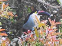 Black-billed Toucan.JPG