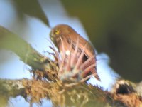 Cloud Forest Pygmy Owl.JPG