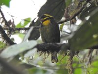 Gold-ringed Tanager.JPG