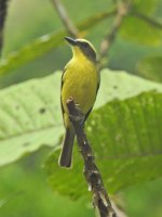 Lemon-browed Flycatcher.JPG