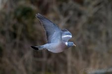 Wood-Pigeon-(3)-fbook.jpg