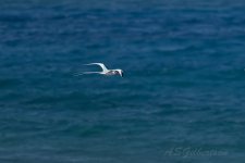 Tropicbird-(89)-Flying-straight-out-to-sea-from-roost-at-Centro-Atlantico-fbook.jpg