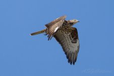 Honey-Buzzard-(326)-fbook.jpg