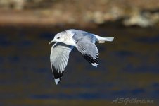 Common-Gull-(30)-fbook.jpg