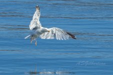 Herring-Gull-(2)-fbook.jpg