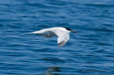 Sandwich-Tern-(2)-fbook.jpg