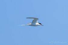 Roseate-Tern-(39)-fbook.jpg