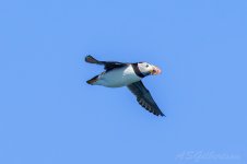 Puffin-(11)-fbook.jpg