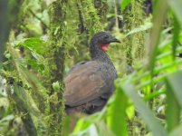 Cauca Guan.JPG